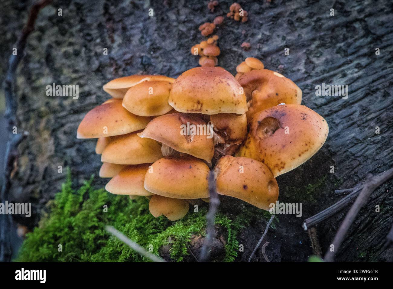 Eine schöne Ernte Samtpilze (Flammulina velutipes), die aus einem alten Baumstamm platzen. Stockfoto