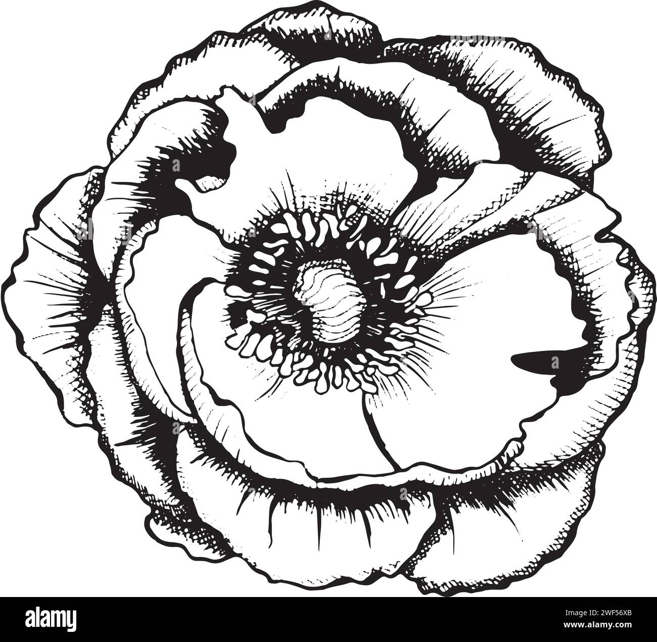 Pfingstrosenblume geöffnet, Blick von oben. Grafische botanische Illustration, handgezeichnet in schwarzer Tinte. Romantisches florales Element für Hochzeit Schreibwaren, Grußkarten Stock Vektor
