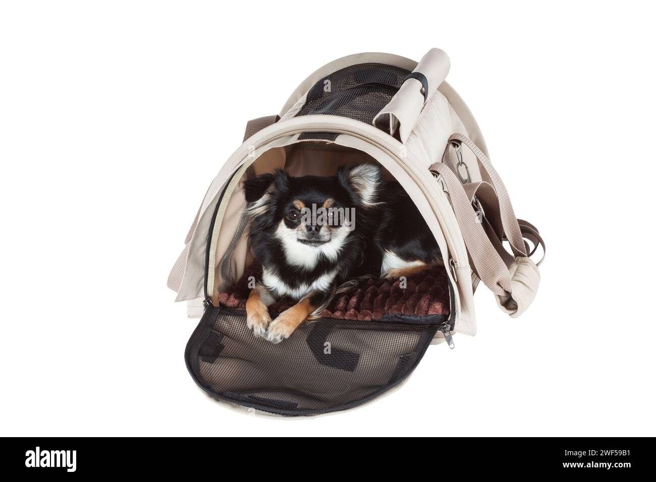 PET-Tragetasche oder Transportkäfig isoliert auf weißem Hintergrund. Stockfoto