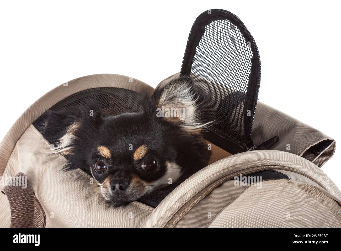 PET-Tragetasche oder Transportkäfig isoliert auf weißem Hintergrund. Stockfoto