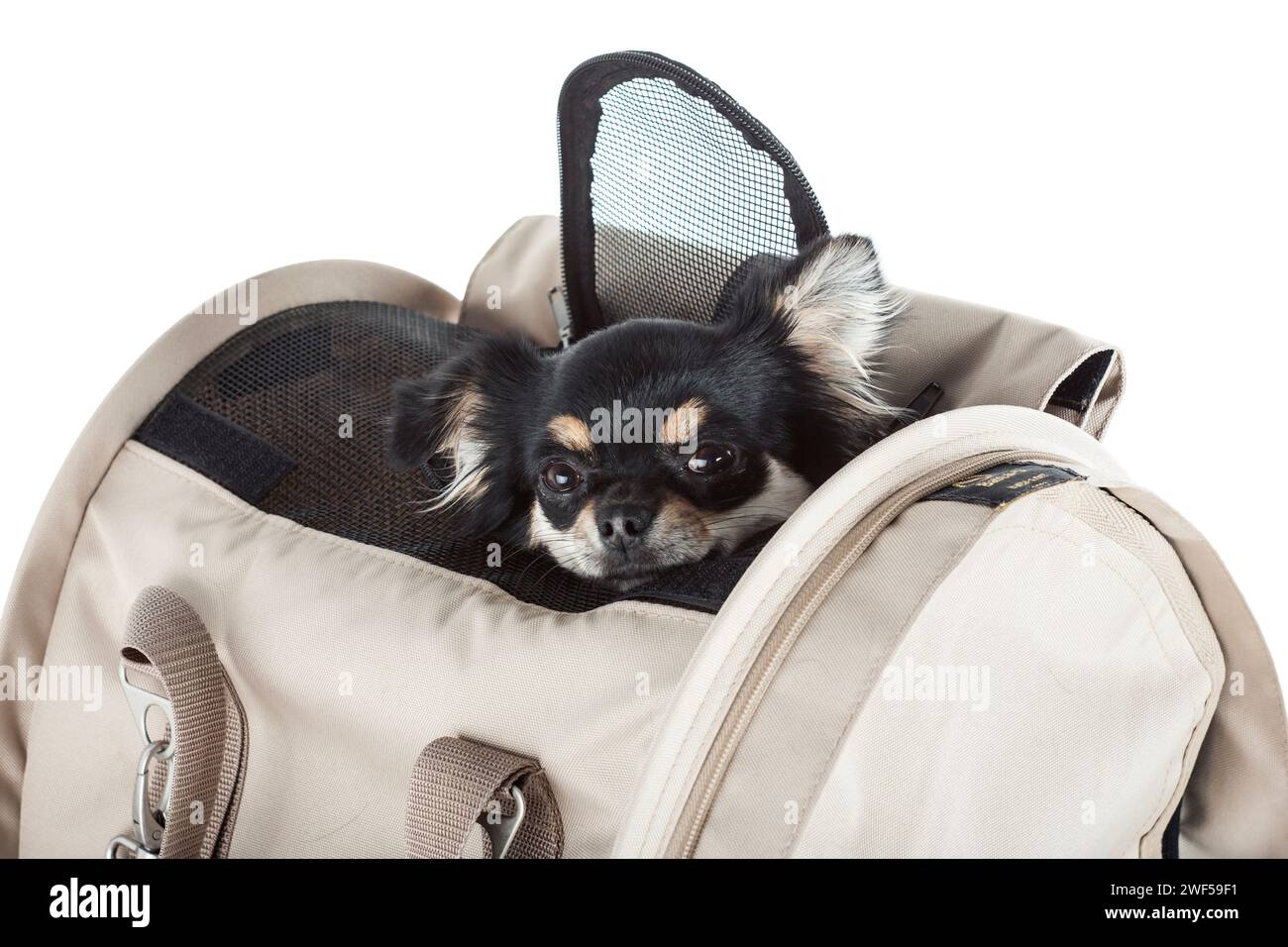 PET-Tragetasche oder Transportkäfig isoliert auf weißem Hintergrund. Stockfoto