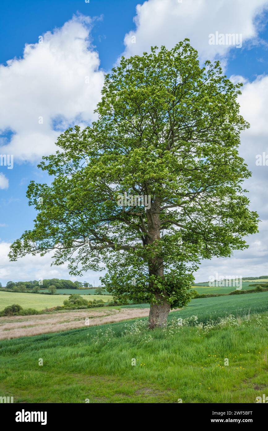 Windgepeitschte Bäume (Ahorn oder ähnliches) vor einem bewölkten Himmel, fotografiert in der Nähe von Flass Vale, County Durham, Großbritannien Stockfoto