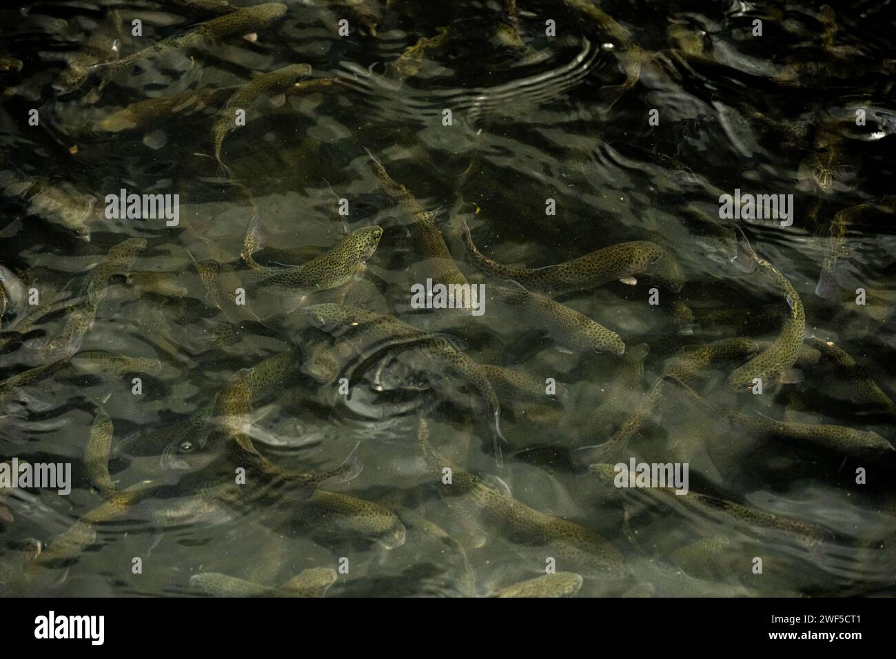 Thick School of Forelle schwimmt direkt unter der Oberfläche im Fishery Tank in South Carolina Stockfoto