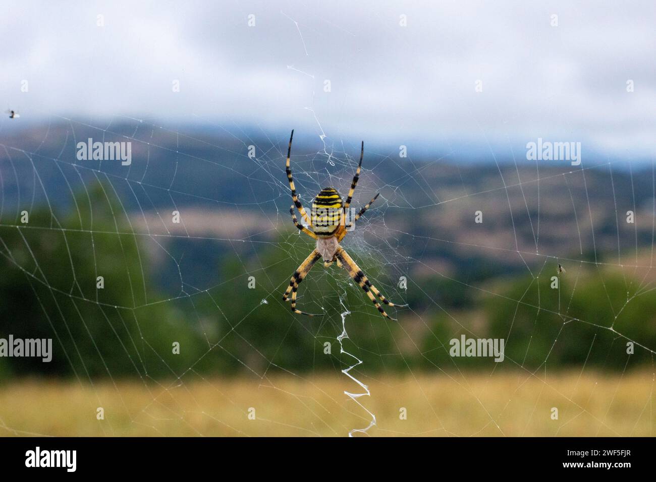 Große Spinne mit einzigartigem Schwanz im Netz Stockfoto