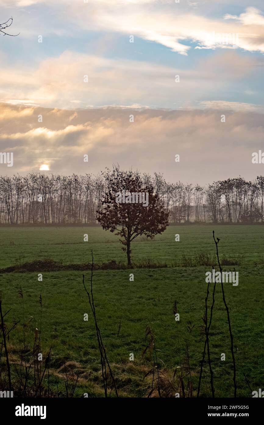 Dieses Bild zeigt eine ruhige Landschaft am frühen Morgen mit einem einsamen, blättrigen Baum im Vordergrund. Der Baum steht an einem weichen, pastellfarbenen Himmel, wo die Sonne durch eine Wolkendecke hindurch blickt. Der Hintergrund besteht aus einer Linie karger Bäume, die auf eine Änderung der Jahreszeiten hindeuten. Die Atmosphäre ist ruhig und vermittelt ein Gefühl der Ruhe und Abgeschiedenheit in der Natur. Das Wasserzeichen weist darauf hin, dass es sich um ein Muster von einer Stock-Fotografie-Website handelt. Solitary Tree at Dawn. Hochwertige Fotos Stockfoto