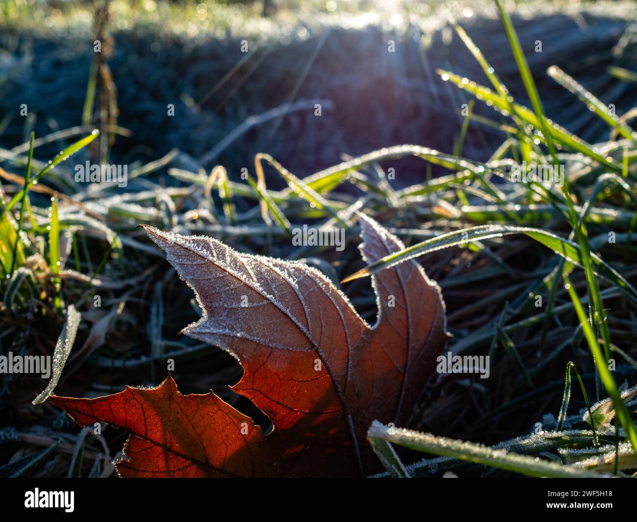 Ein Blatt auf dem Gras ist aufgrund der niedrigen Temperaturen mit Frost bedeckt. Nachdem drei benannte Stürme (Sturm Henk, Sturm Jocelyn und Sturm Isha) im Januar durch die Niederlande gezogen wurden, haben an diesem Wochenende die eisigen Temperaturen in der Nacht die Landschaft in weiße Landschaften verwandelt. Am Sonntagmorgen genossen Wanderer und Biker bei ihren Outdoor-Sportarten sonnige und kalte Temperaturen. Stockfoto