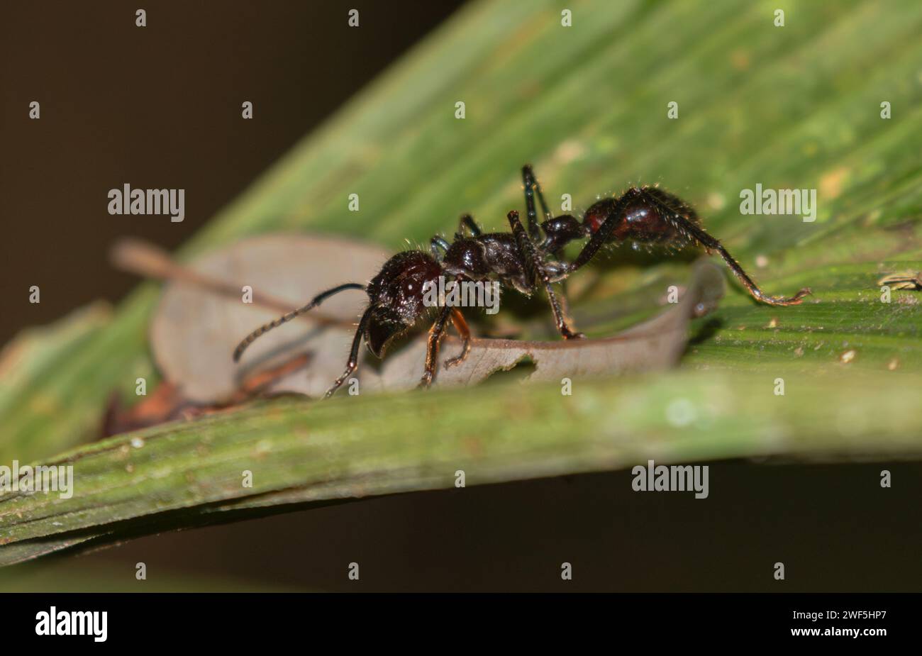 Bullet Ant (Paraponera clavata) auf Blatt an der biologischen Station La Selva, Costa Rica Stockfoto
