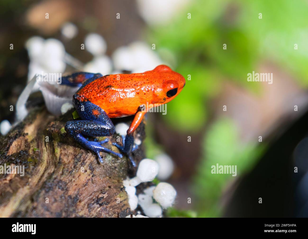 Der Erdbeergiftfrosch (Oophaga pumilio), biologische Station La Selva, Costa Rica Stockfoto