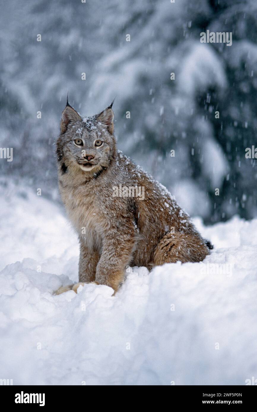 lynx, Lynx Lynx, in den verschneiten Ausläufern der Takshanuk Mountains im nördlichen Südosten Alaskas Stockfoto