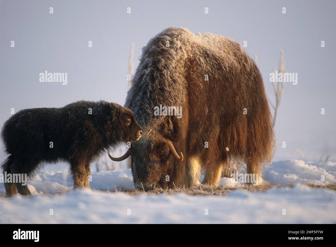 Muskox, Ovibos moschatus, Kuh mit Kalb auf der zentralen arktischen Küstenebene, North Slope der Brooks Range, Alaska Stockfoto