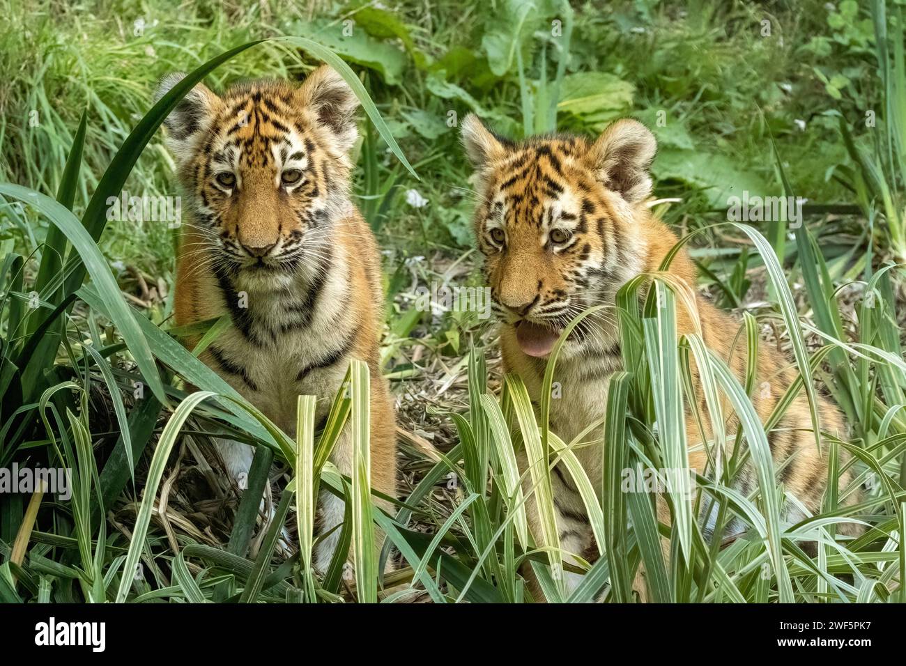 Amur Tigerjungen, Kash und Kumi Stockfoto