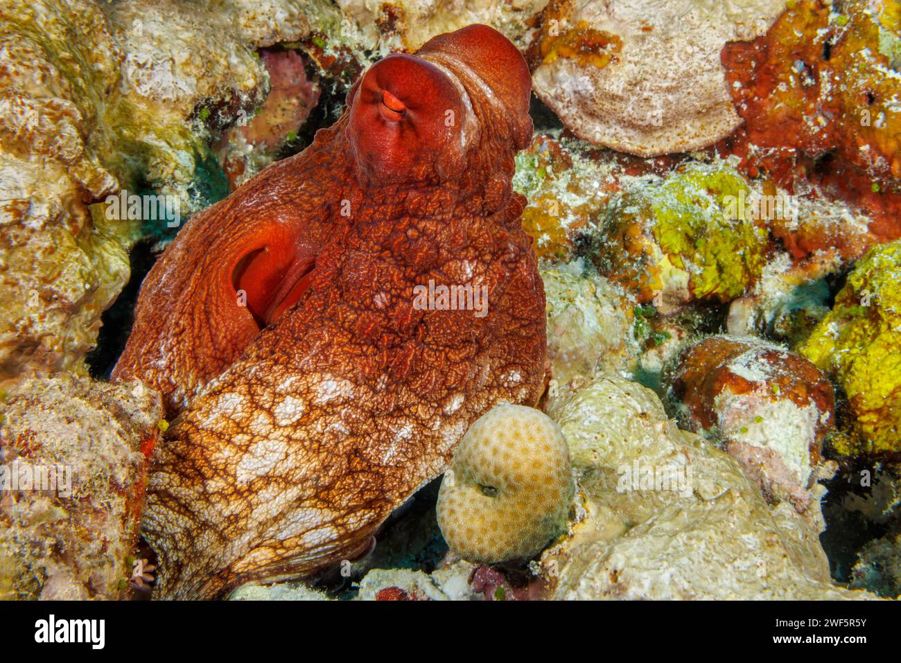 Der Tagesoktopus, Octopus cyanea, ist auch als der große blaue Oktopus bekannt. Es kommt sowohl im Pazifik als auch im Indischen Ozean vor, von Hawaii bis zum östlichen CO Stockfoto