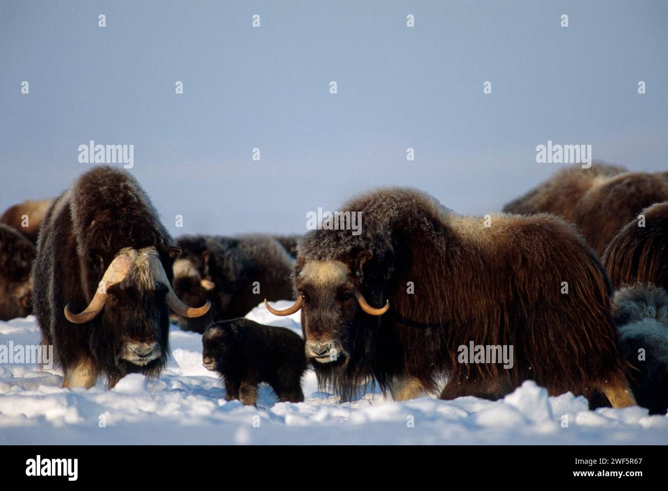 Muskox, Ovibos moschatus, Stier, Kuh und Kalb auf der zentralen arktischen Küstenebene, North Slope der Brooks Range, Alaska Stockfoto