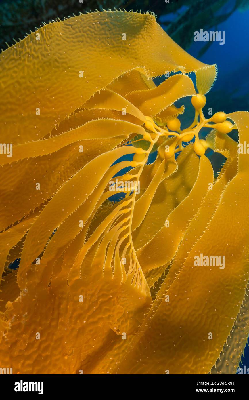 Luft blasen lift Stränge der Giant kelp, Macrocystis pyrifera, in Richtung Oberfläche aus Santa Barbara, Kalifornien, USA. Im pazifischen Ozean. Stockfoto