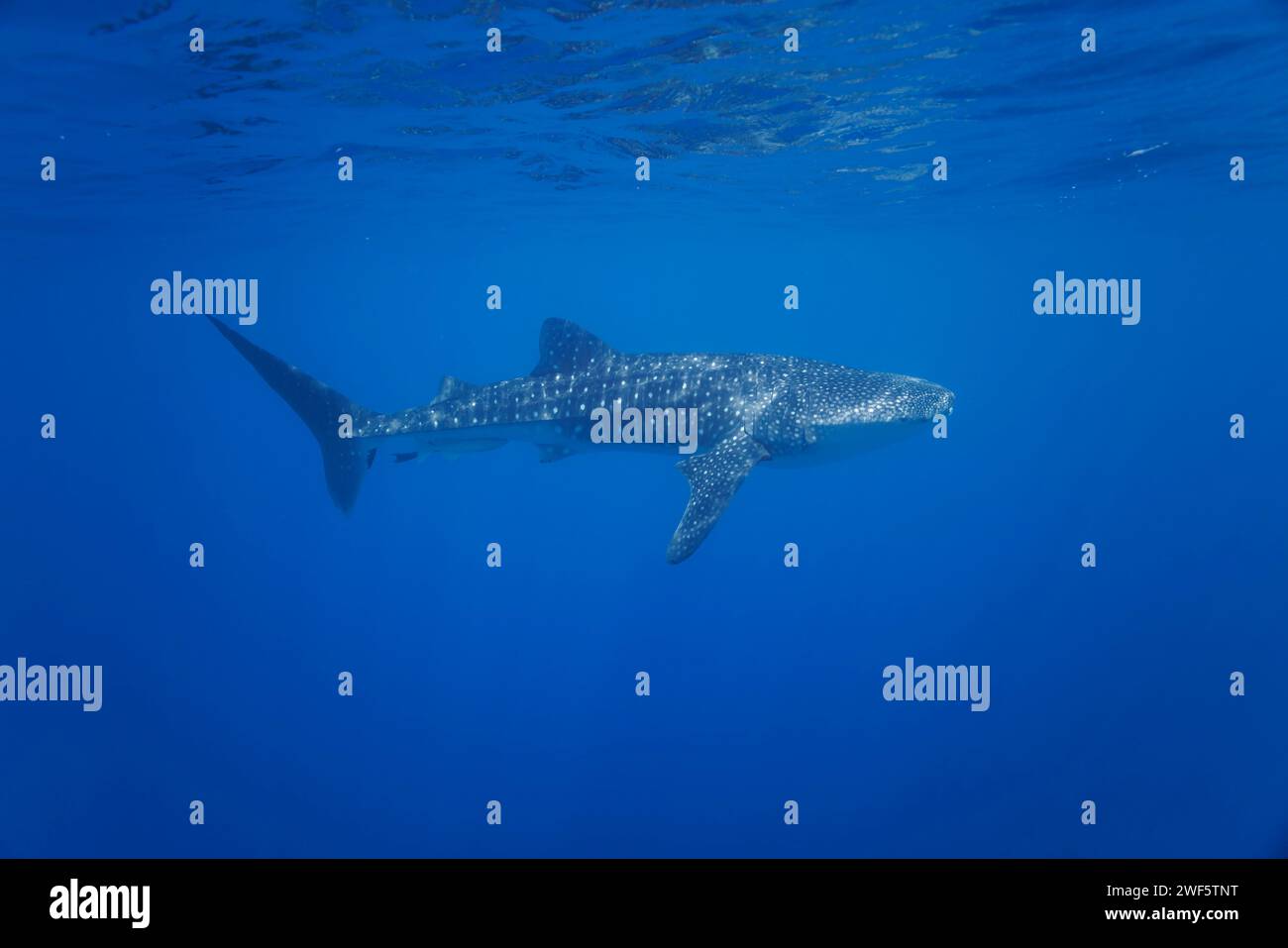 Der Walhai Rhiniodon Typus ist die weltweit größte Fischart. Baucau, Timor-Leste Stockfoto