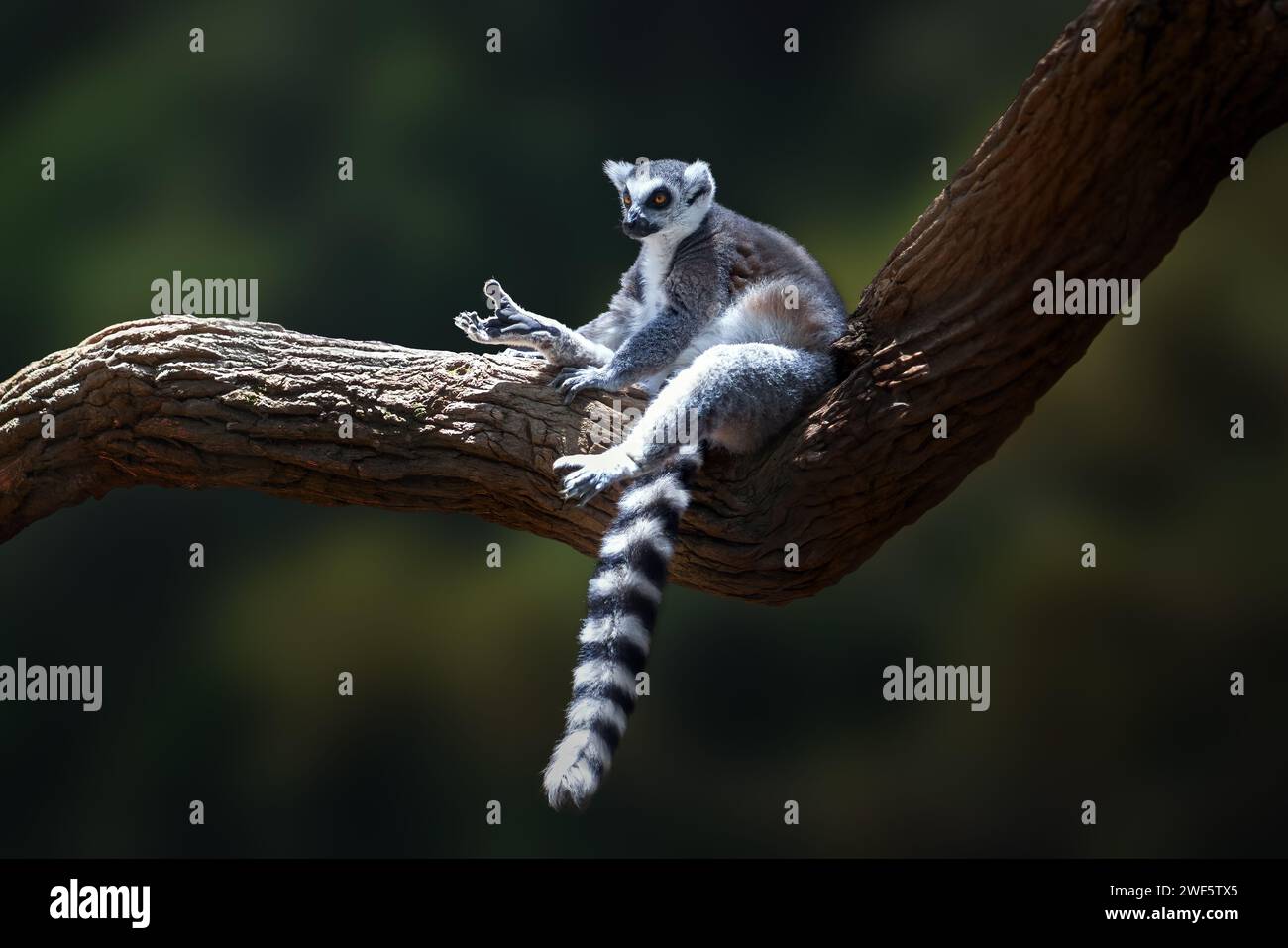 RingschwanzLemur (Lemur catta) - Madagaskar Primate Stockfoto