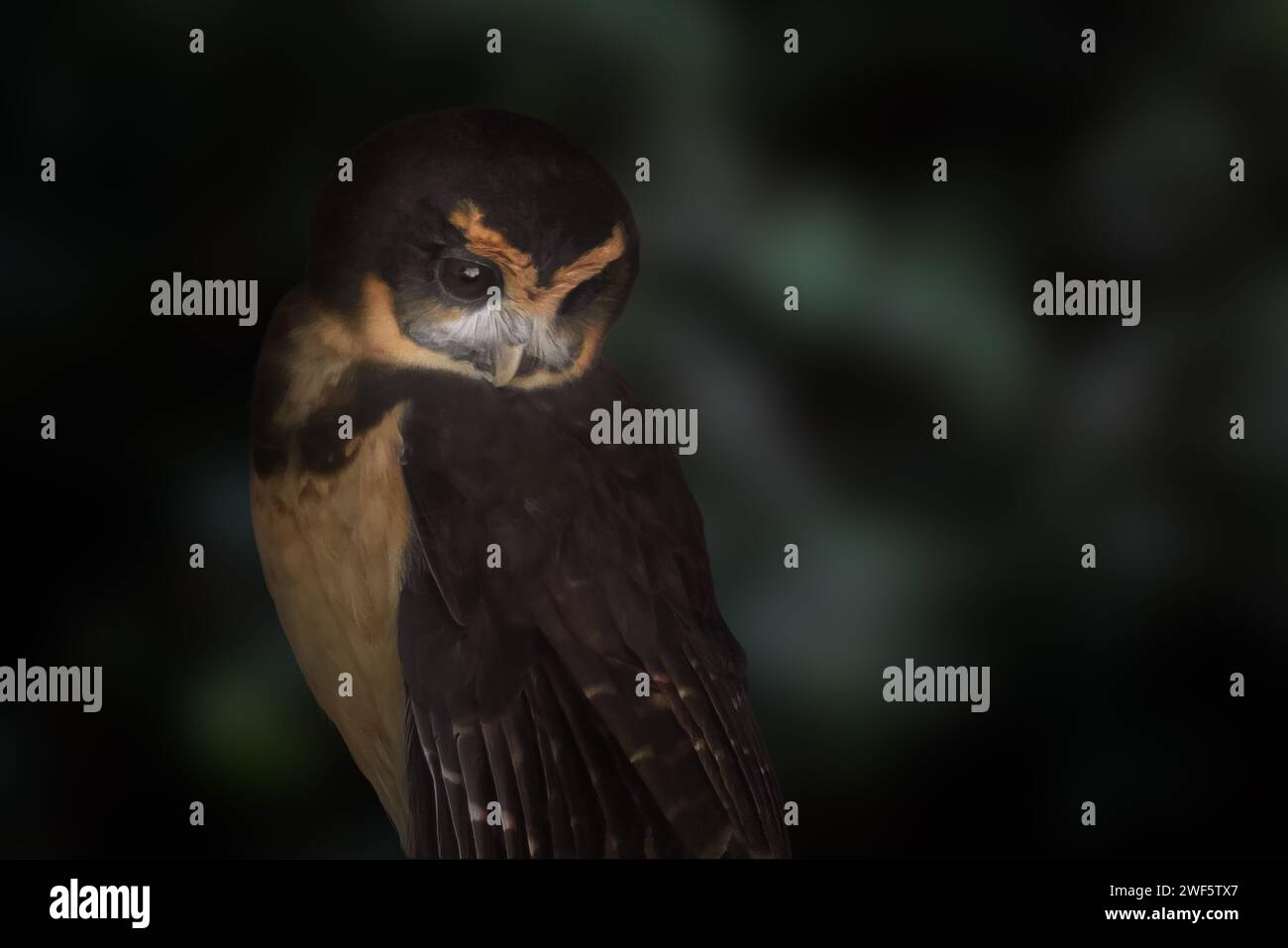 Tawny-Braue (Pulsatrix koeniswaldiana) Vogel Stockfoto