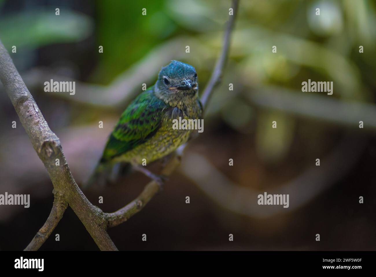 Blaue Dacnis (Dacnis cayana) schlüpfen Stockfoto