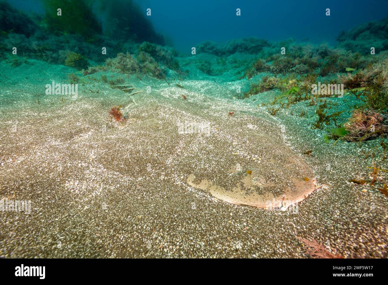 Dieser pazifische Engelshai, Squatina californica, hat sich auf einem Sandboden vor Santa Barbara Island, Kalifornien, USA, begraben. Um die Tarnung zu vervollständigen Stockfoto