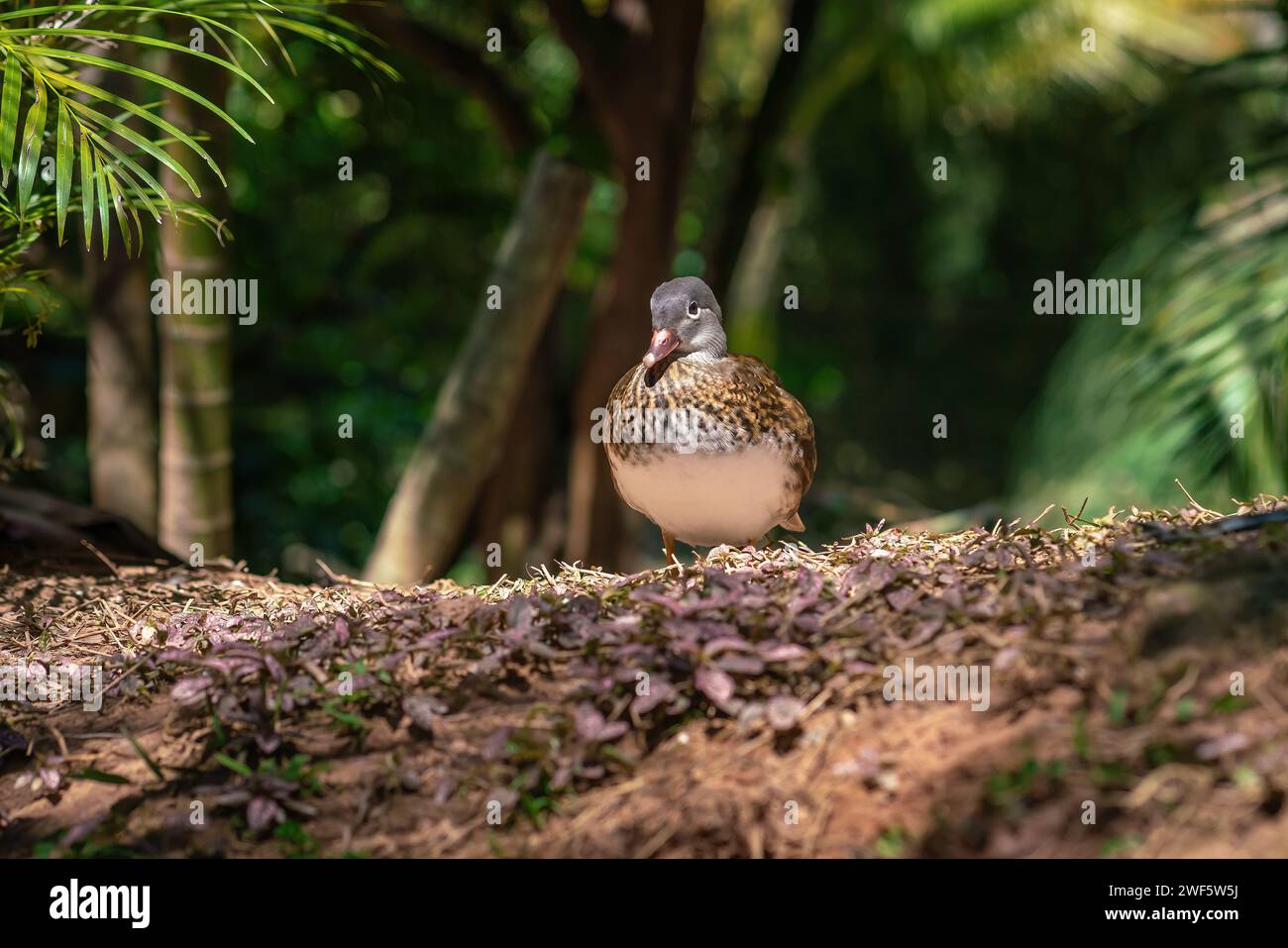 Weibliche Holzente (Aix sponsa) oder Carolina Duck Stockfoto