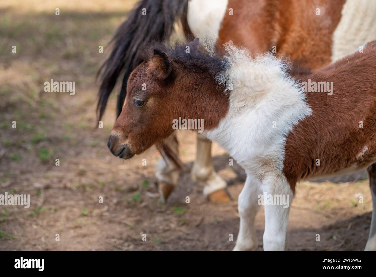 Junges Miniaturpferd (Equus ferus caballus) Stockfoto