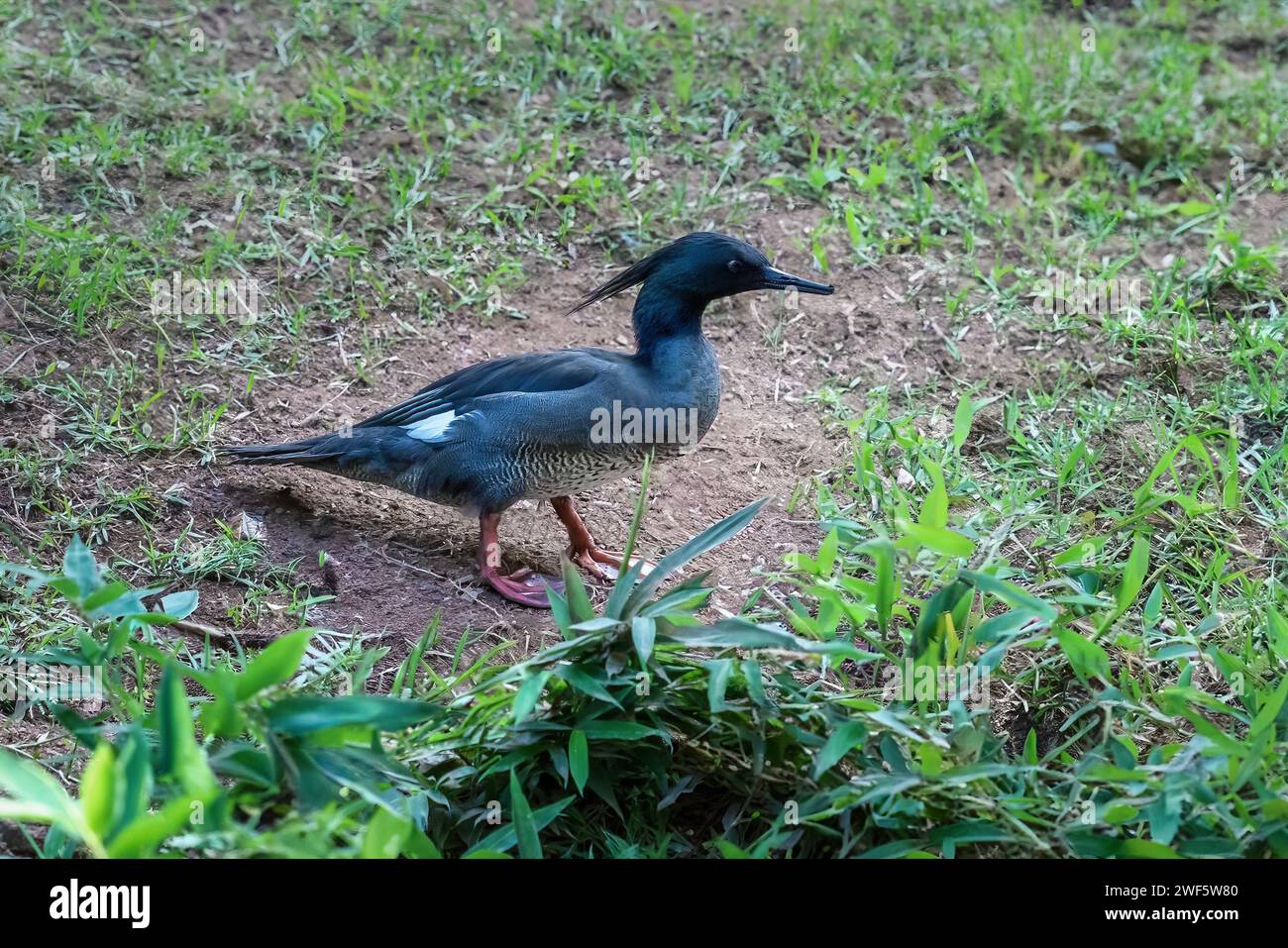 Brasilianischer Merganser (Mergus octosetaceus) - Wasservögel Stockfoto