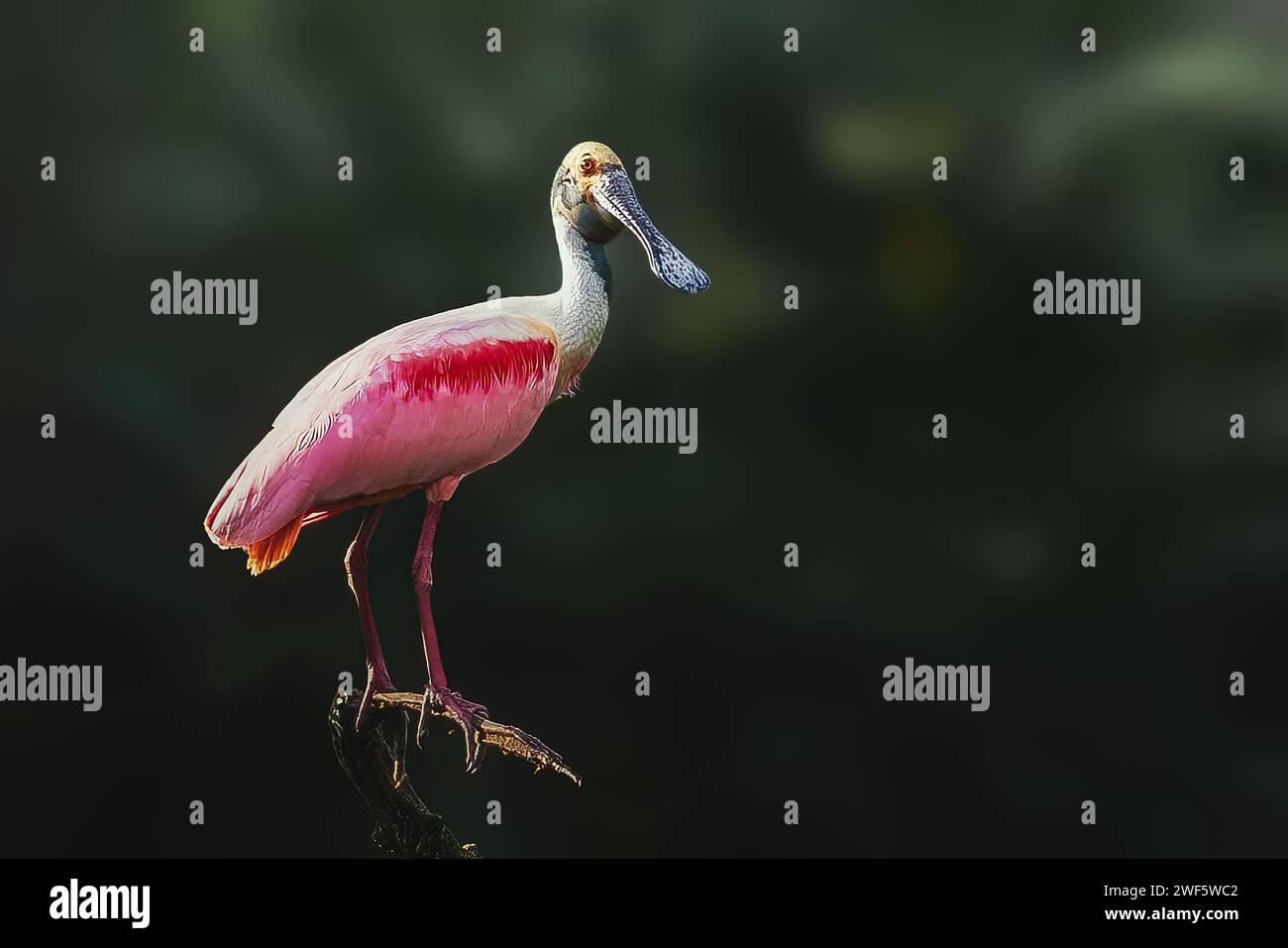 Rosettenlöffelvogel (Platalea ajaja) Stockfoto