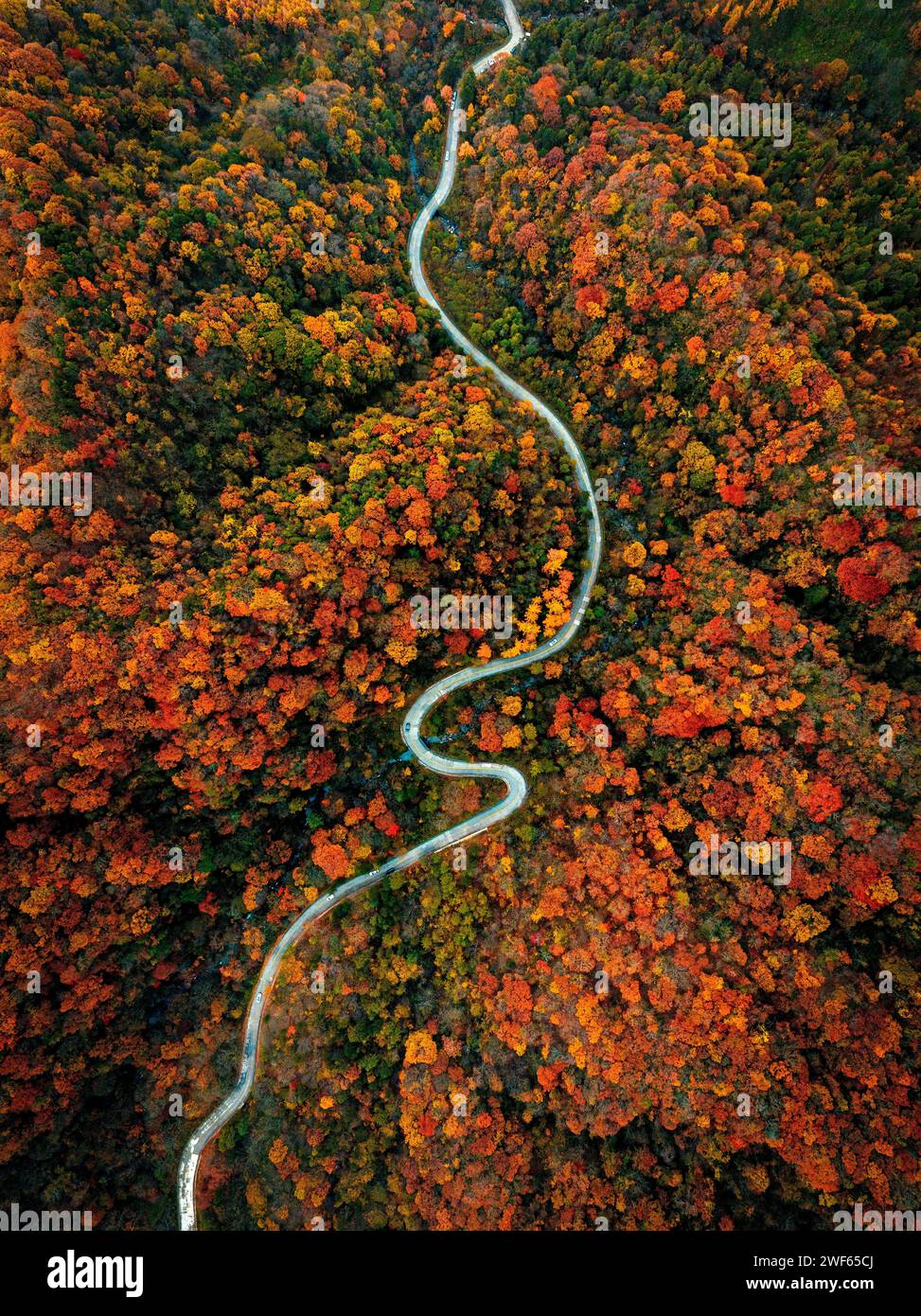 Goldene Herbstlandschaft der Qinling Berge in Shaanxi Stockfoto