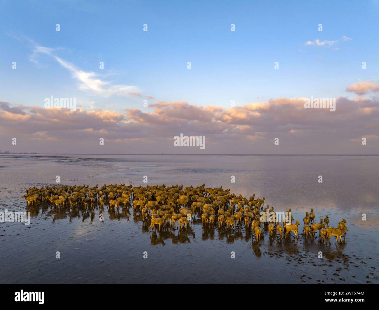 Elche im Gelben Meer Feuchtgebiet von Yancheng, Provinz Jiangsu Stockfoto