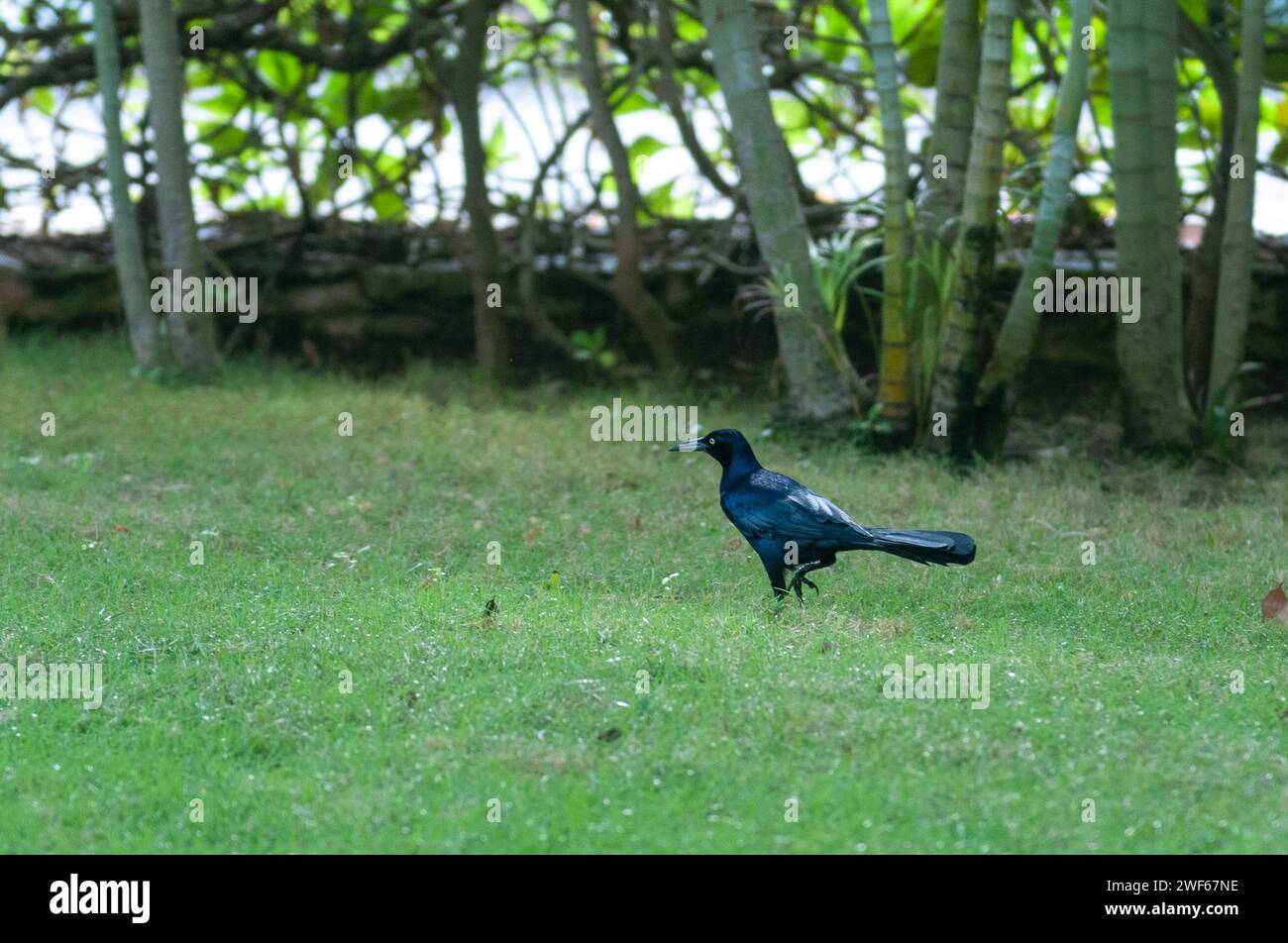 Blick auf den Riesenschwanz-Grackle Quiscalus auf einem Gras Stockfoto