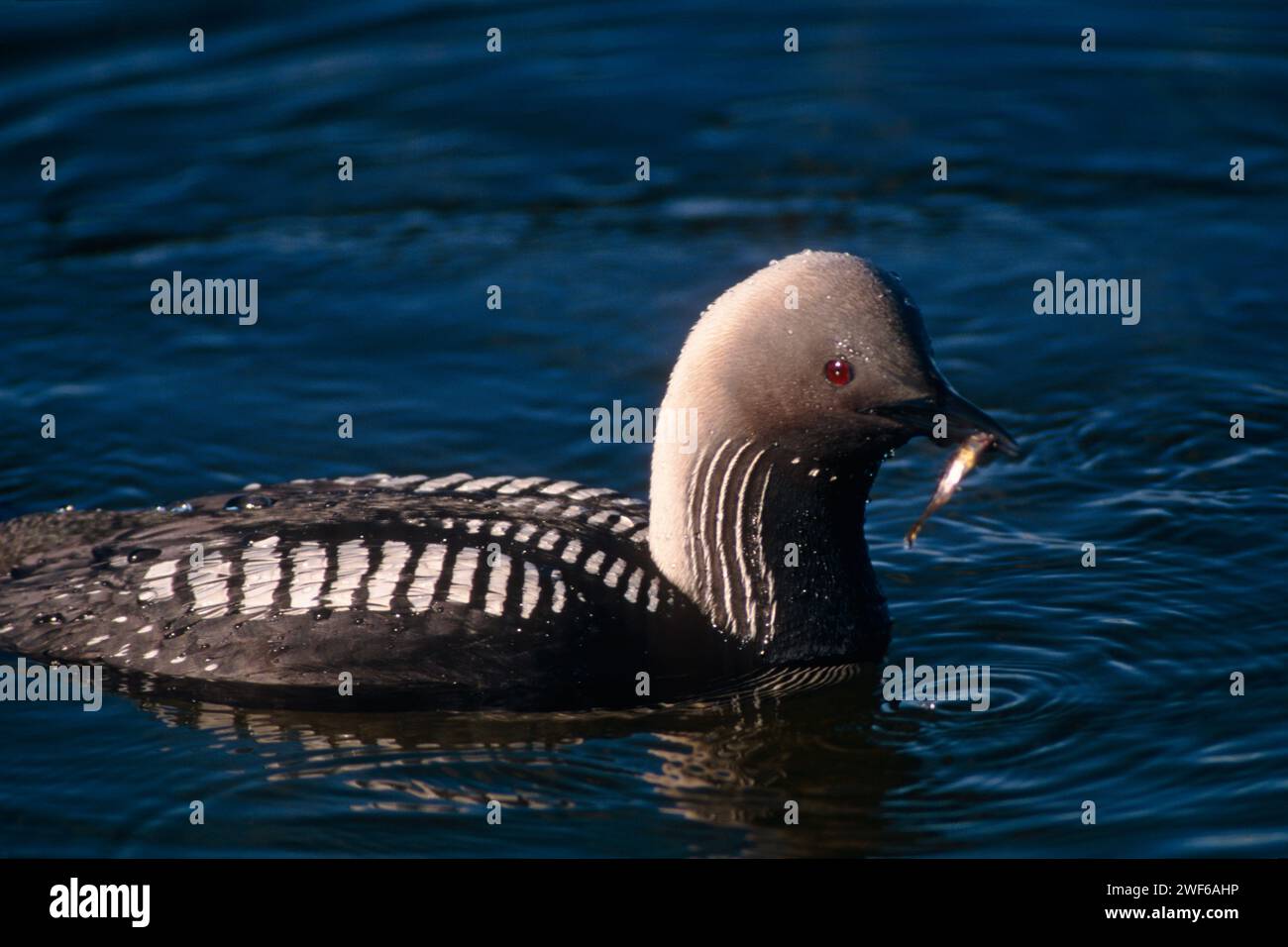 pazifikloon, Gavia pacifica, mit Fischen entlang der zentralen arktischen Küste, North Slope, Alaska Stockfoto