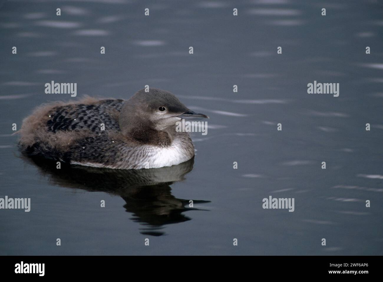 pazifikloon, Gravia pacifica, Jungtier auf einem See an der zentralen arktischen Küste, North Slope, Alaska Stockfoto