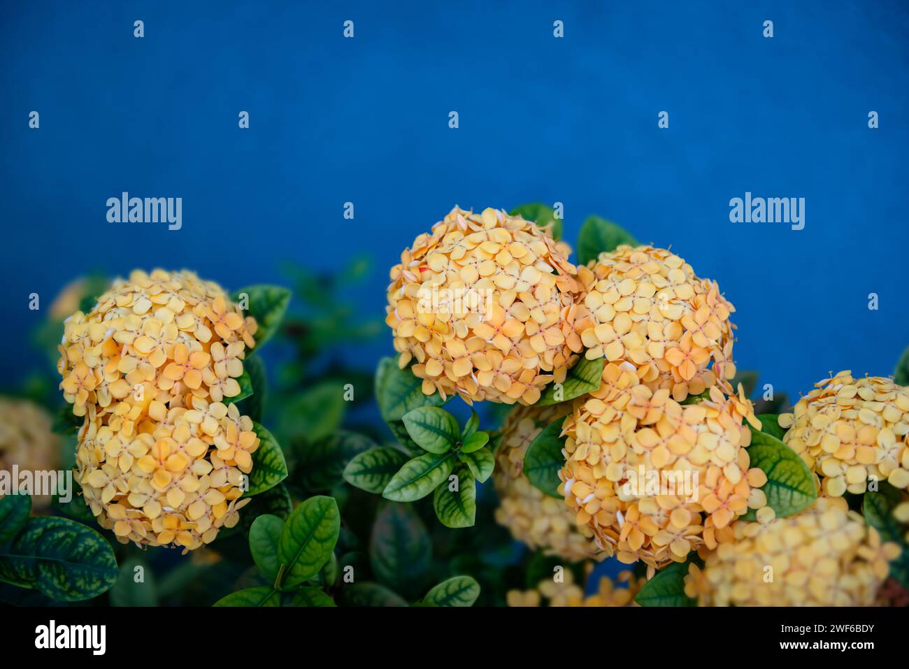 Orange ixora Coccinea Dschungel Flamme tropische dekorative Blume Pflanze blaue Wand Hintergrund leuchtende Farben Stockfoto