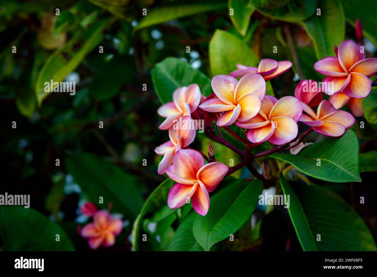 Plumeria rubra rot Frangipani tropisch schön duftend lebendig Blumenbaum exotisch Trinidad und Tobago Stockfoto