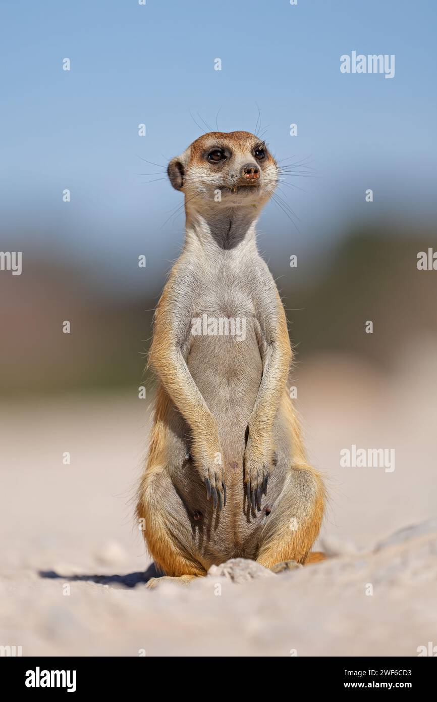 Ein warnender Erdmännchen (Suricata suricatta), der aufrecht sitzt, Kalahari-Wüste, Südafrika Stockfoto