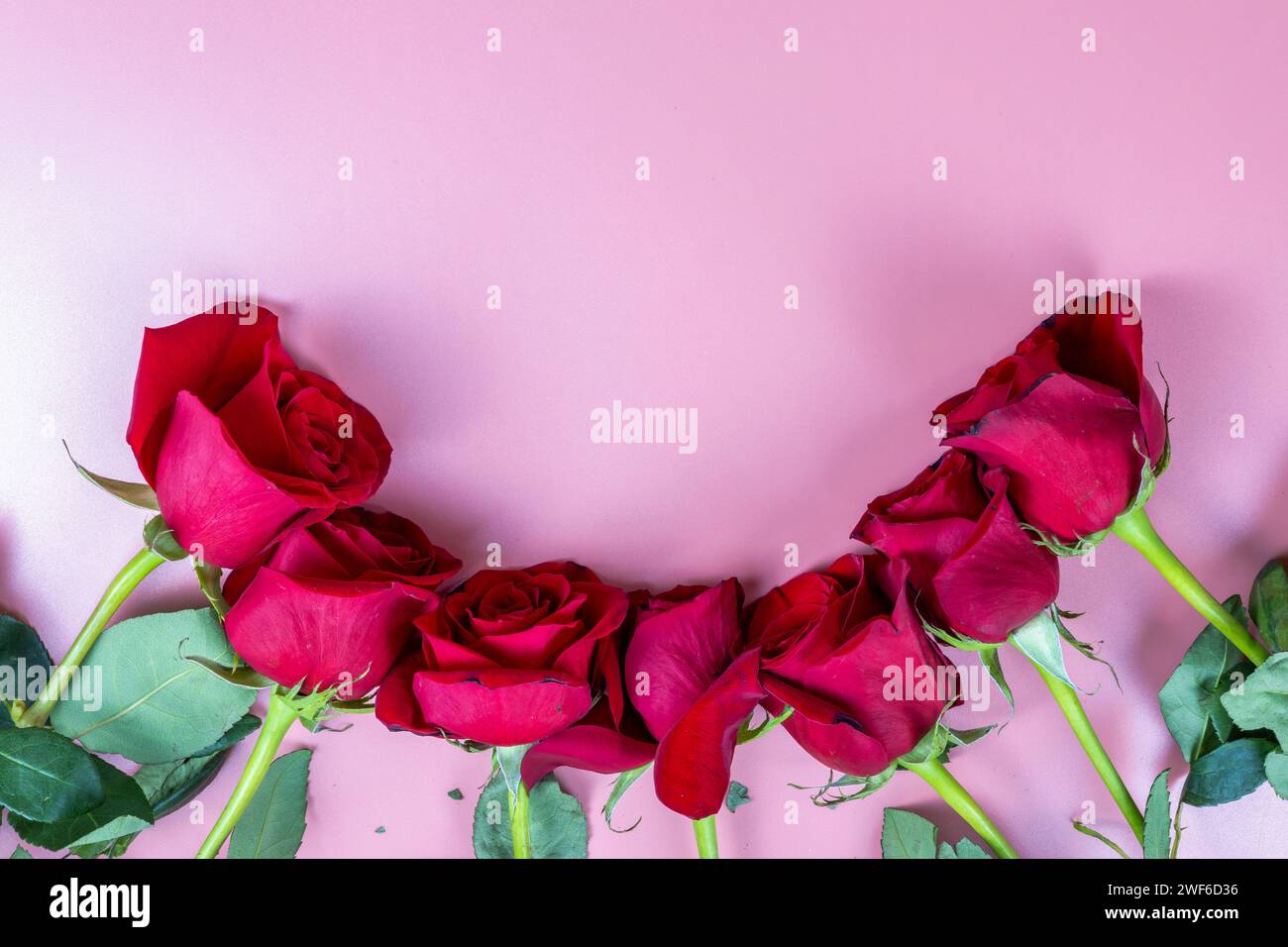 Rote Rosen auf rosa Hintergrund Stockfoto