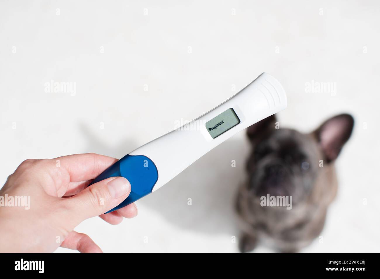 Hand halten positiver Schwangerschaftstest mit Hund im Hintergrund. Schwangerschaftstest. Neues Konzept für Familienmitglieder und Haustiere Stockfoto