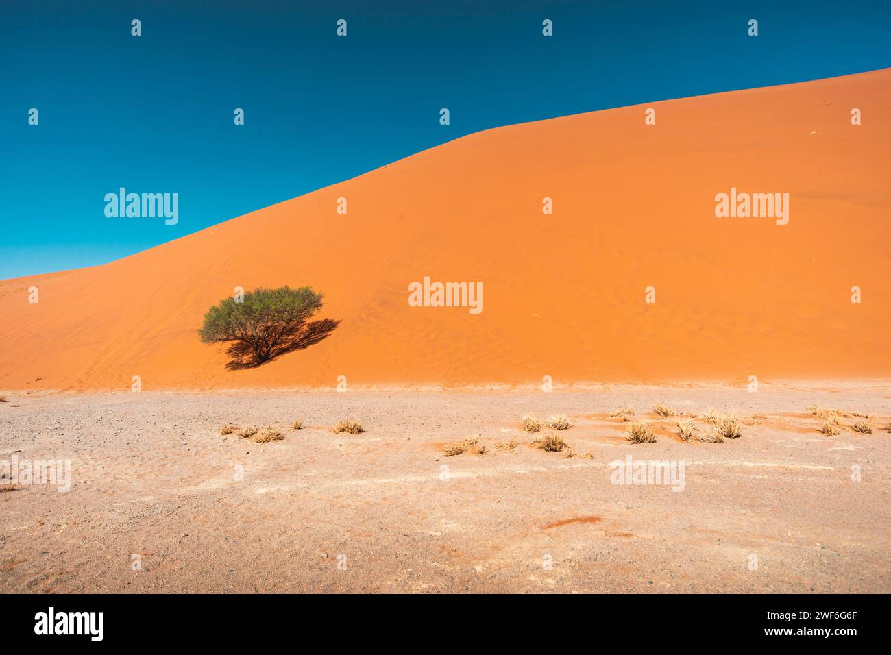 Grüner Akazienbaum am Hang der roten Sanddüne in Sossusvlei, Namibia Stockfoto