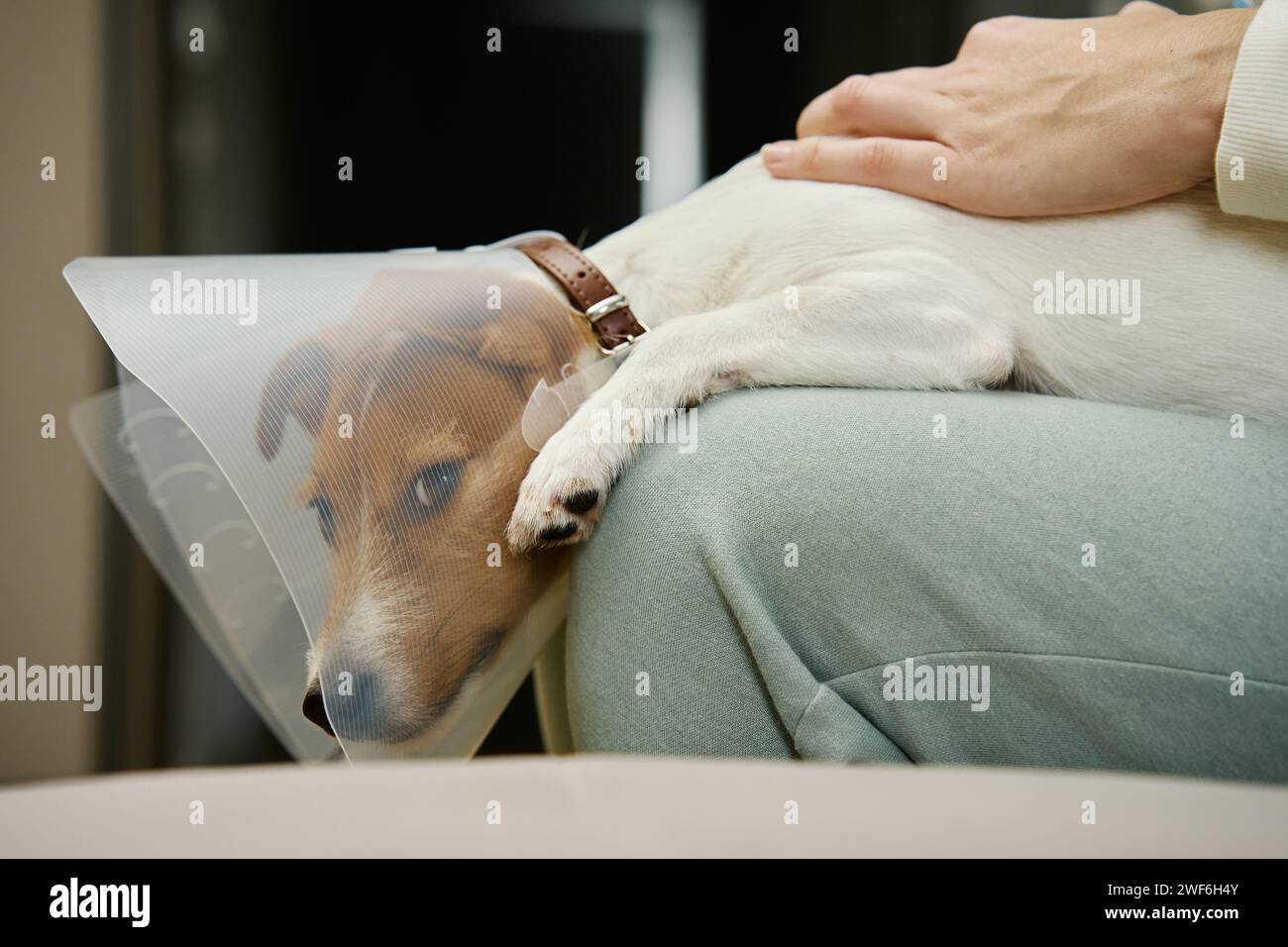 Frau streichelt Hund mit medizinischem Plastikhalsband zu Hause. Weibliche Besitzerin kümmern sich um einen süßen Hund mit elisabethanischem Kragen. Trauriger Jack Russell Terrier im Tierkegel Stockfoto
