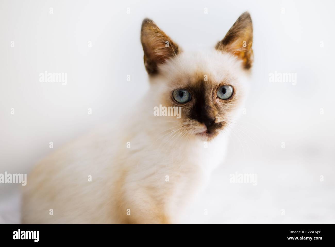 Eine weiße und braune kleine und süße Katze auf dem Bett Stockfoto