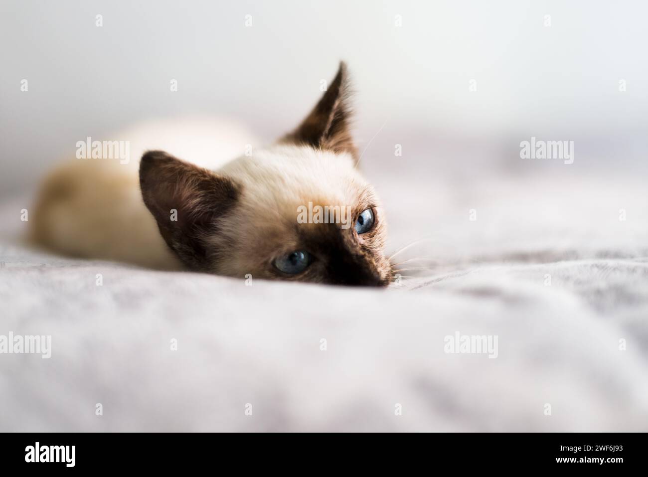 Eine weiße und braune kleine und süße Katze auf dem Bett Stockfoto