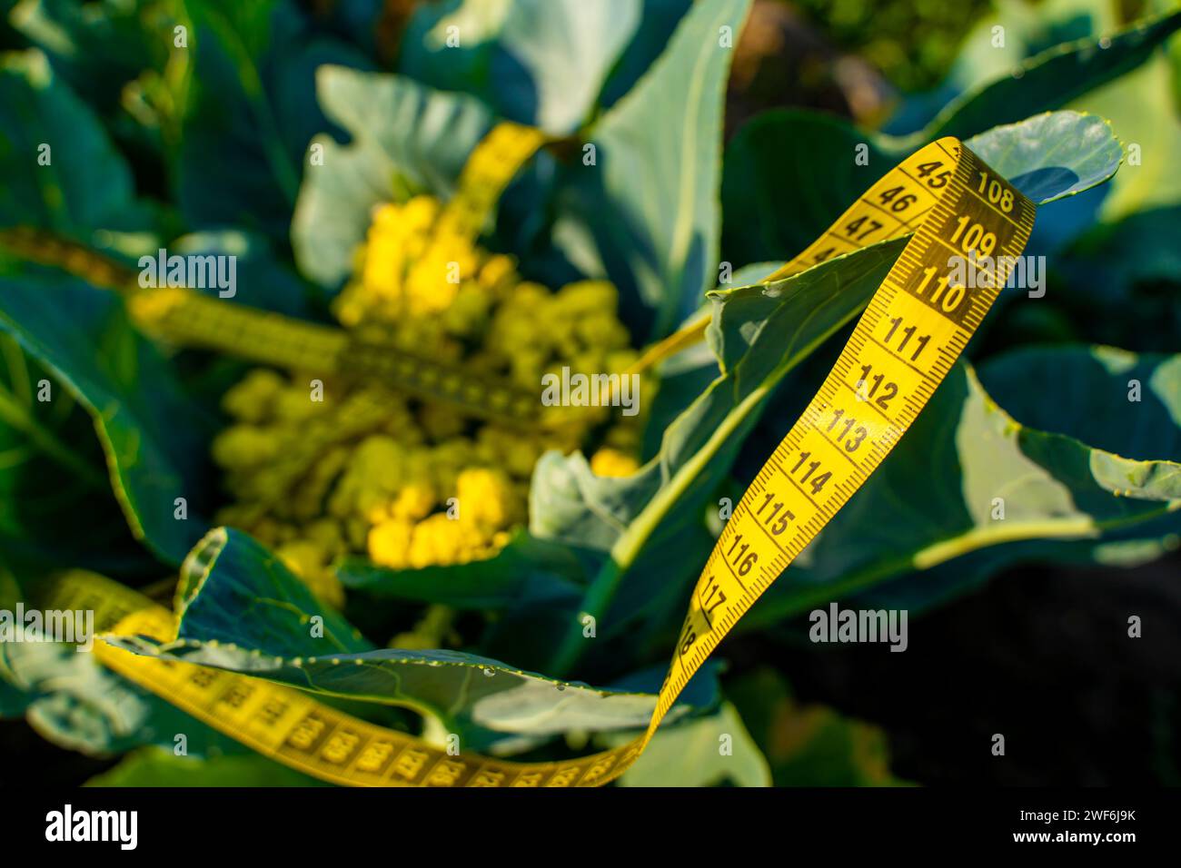 Blumenkeime auf Plantage und Maßband-Nahaufnahme Stockfoto