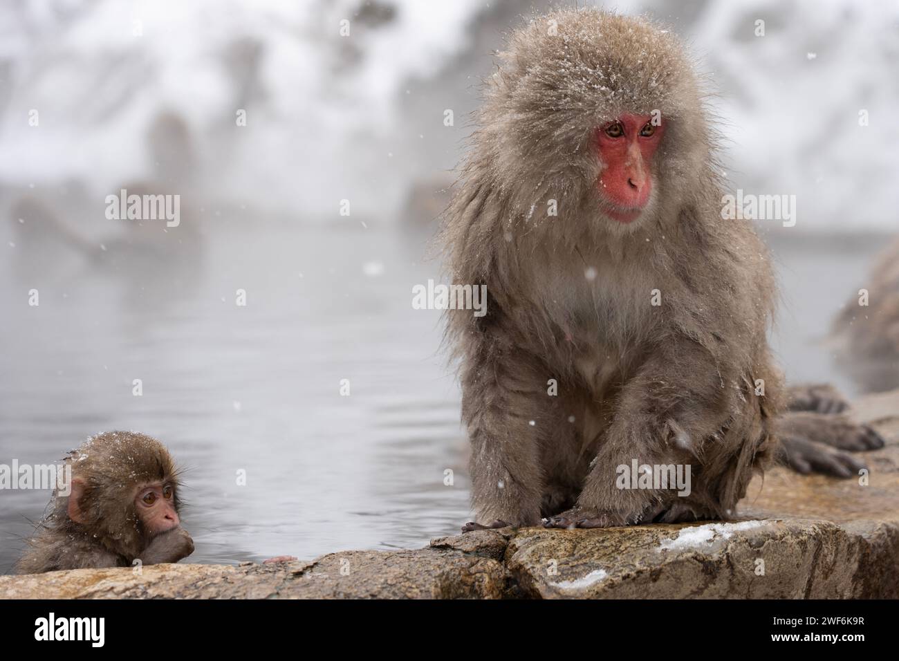 Schneeaffen und Babybaden im heißen Onsen, Snow Monkey Park, Jigokudani, Nagano, Japan. Stockfoto