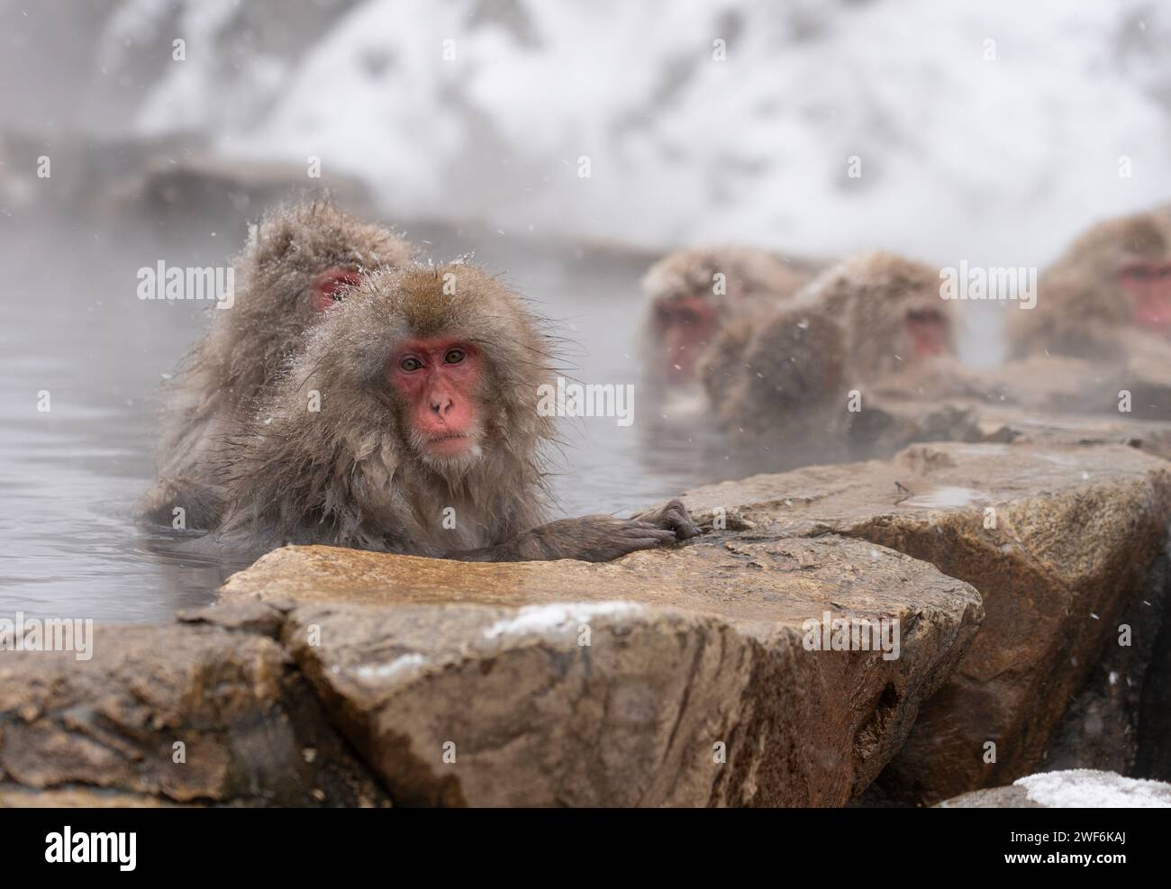 Schneeaffen baden im heißen Onsen, Snow Monkey Park, Jigokudani, Nagano, Japan. Stockfoto