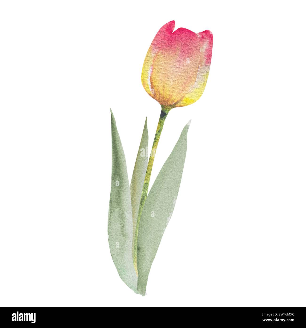 Tulpe mit Blättern. Aquarell Frühling Blumen Illustration, Hand Zeichnung. Ostern, valentine, Hochzeit Einladung. Stockfoto