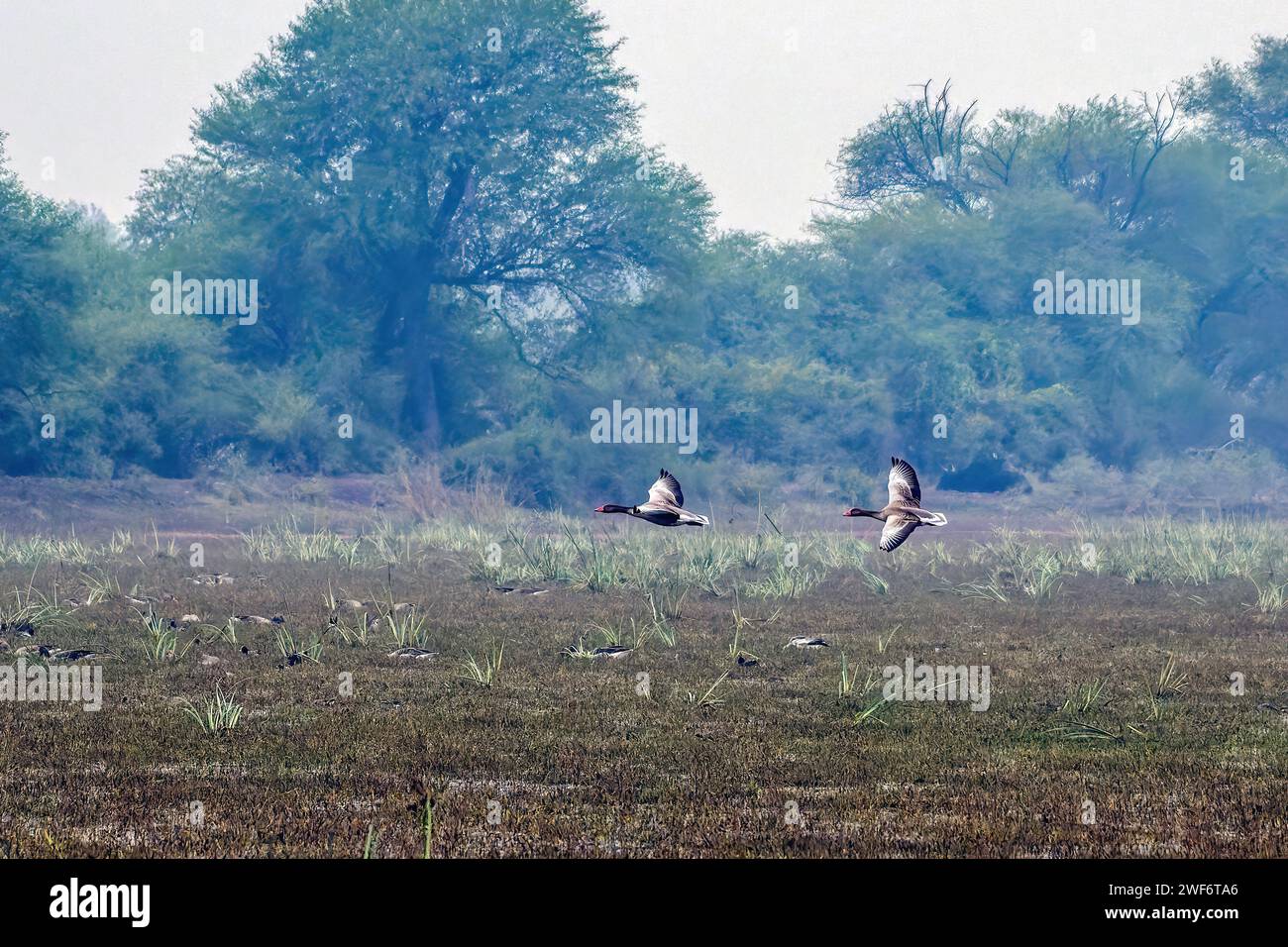 Die Roten Schimmelpilze fliegen im Keoladeo National Park, Bharatpur, Indien. Stockfoto