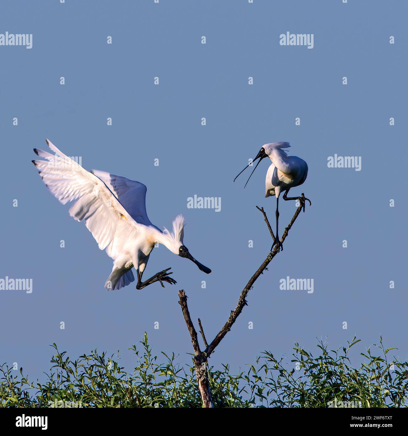 Zwei Vögel auf einem Ast, während ein anderer Vogel am Himmel schwingt Stockfoto