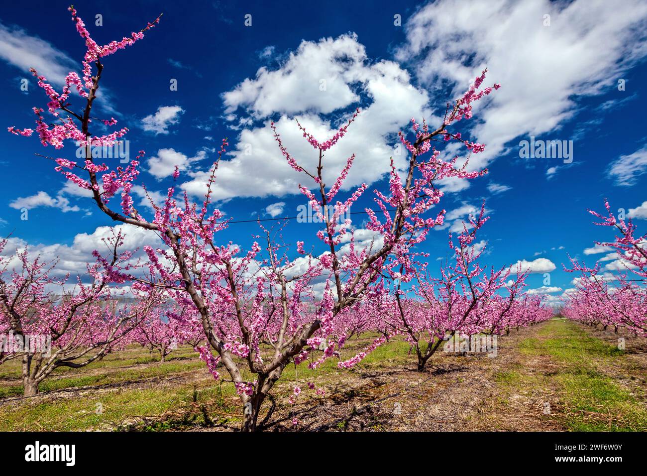 Blühende Pfirsichbäume in der Nähe von Giannitsa, Pella, Mazedonien, Griechenland. Stockfoto