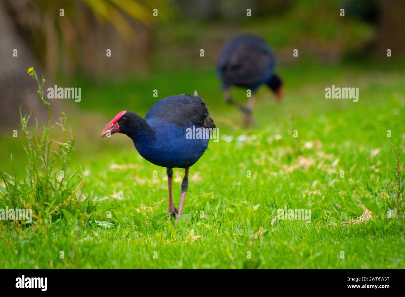 New Zealand Pukeko Stockfoto