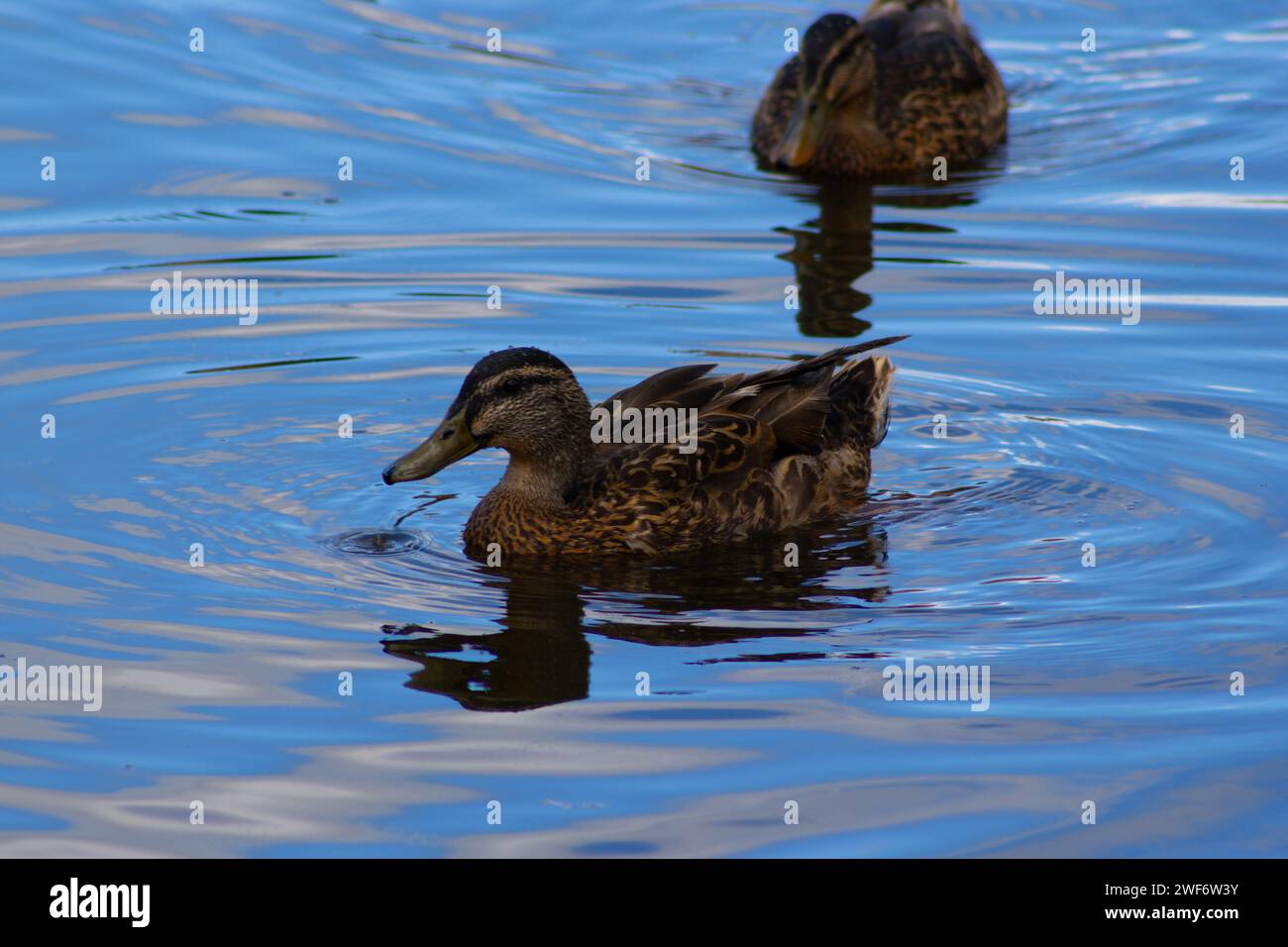 Schwimmende Ente in Neuseeland Stockfoto